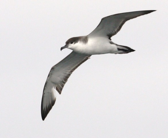 Buller's Shearwater